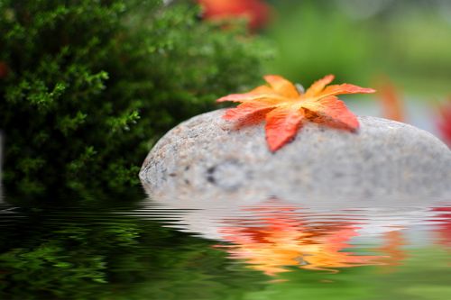 Foto: Teich mit Blatt